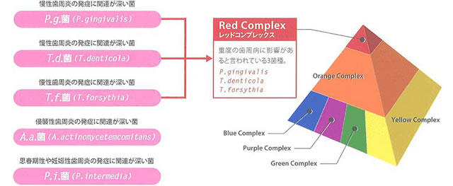 歯周病の原因菌について